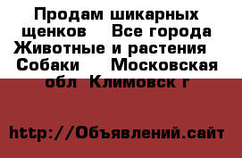 Продам шикарных щенков  - Все города Животные и растения » Собаки   . Московская обл.,Климовск г.